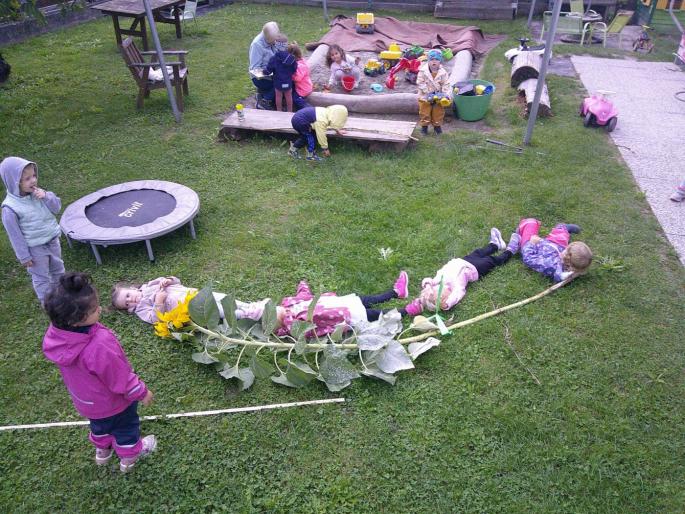 Wer hat die größte Sonnenblume